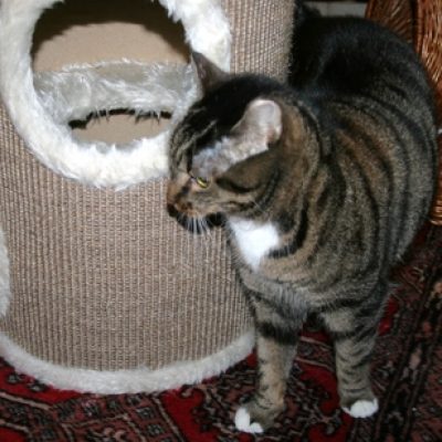 6fabeebf57a31d7fcb8c80ffa6f11c39