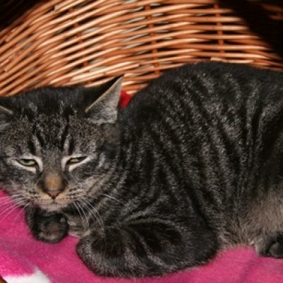 715fe4f7980414b6f0287ee346131a95