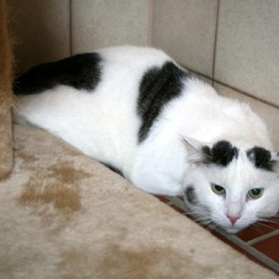 71a42ae7863301ba46b5e226eaecf171