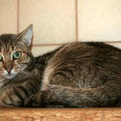 72754b70fe6beee440ef38686ca1c17b