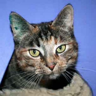 727bc3e4d608fe10fff973bb7a50b7fe