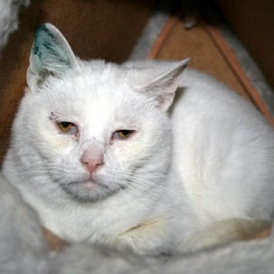 731a6dc4318cf751dad3c115902032ed