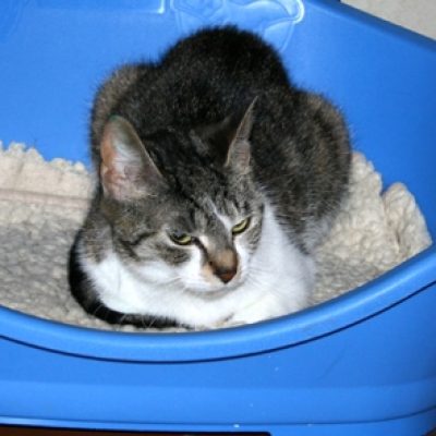 77db9d5cbd52fca0e3f52518a994cf53