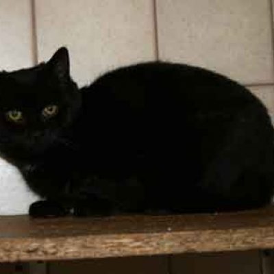 78fc0c9680dfb046459728da856ed84f