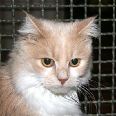 7a0fedcef13e85a941dc364a9cbe4e6e