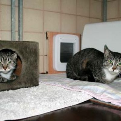 812050890ed1ab26e88fa235e95c52ba