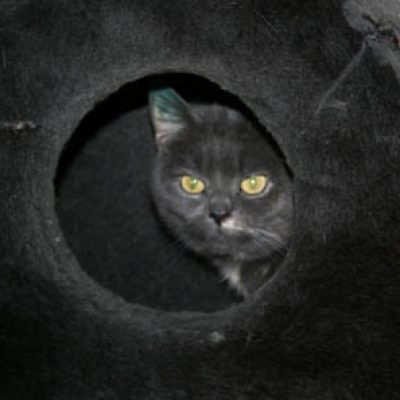 82dbf6cae1772ebce3f61a4b34447ba4