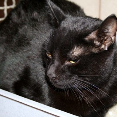 83ff2818b8e44880ebdfd2a82ccaee3a