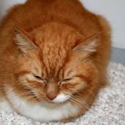 8510c1d80ad0564ec5927fdaa5505e47