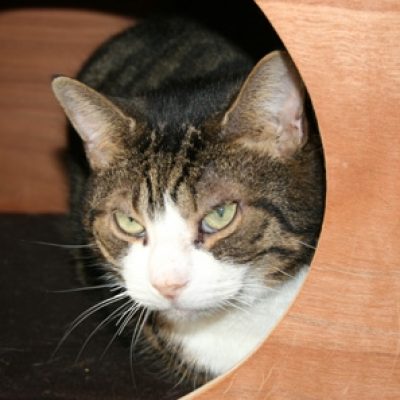 8656a6058012a14c766868d73aad133b