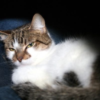 86f46ca3cde59dd03fcaa9ad1eba63ce