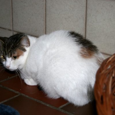 872ede1c1b32b96ba8500685aaa6a3f8