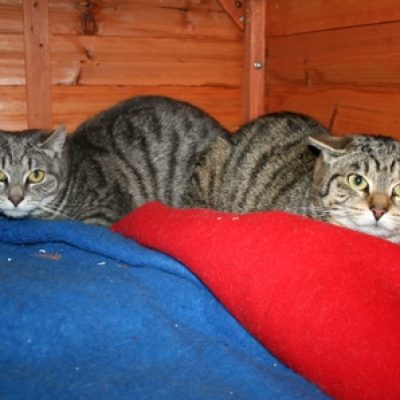 8a7eacb7a228abdc187ecece4128652b