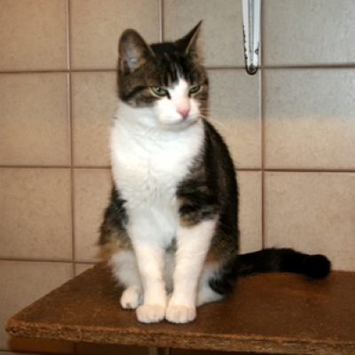 8b48a3d3ff200010263c0fc8d232b3ac