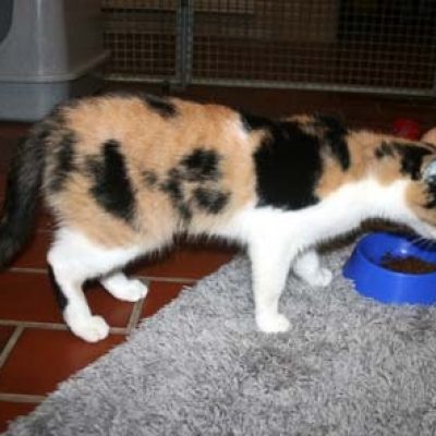 8c36b6b6d4eac8bb8839812d08c9c39c