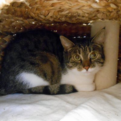 93a9ca04201aa6cfccb1131e47cc12be