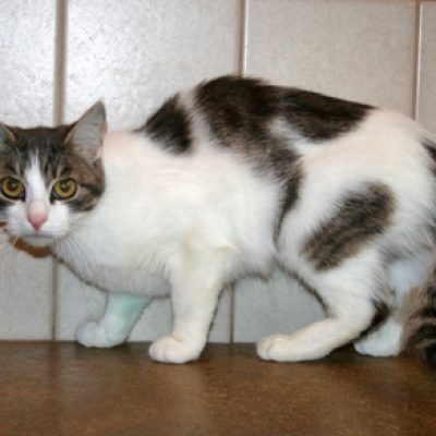 96644335a50b7754589076e9e017caa1