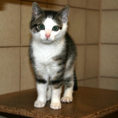 971a7e53435df770641dbe09182fe4ec