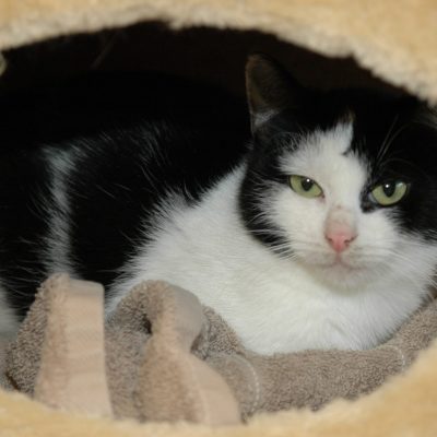 97c29c6fb56d9e6b9596a02293df2a86