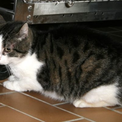 97c9669c01b9143a268bf27097877607