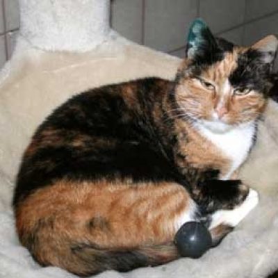 99d2a86172cee13c9812af5a1accf7cc