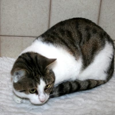 9b4b83db49346e5b15829e01f450dbde