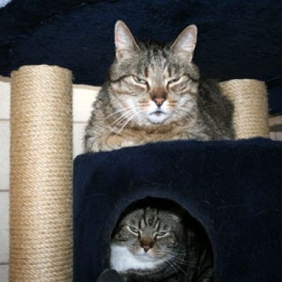 9b8672ec3a51fee82974eaafb27e83e2