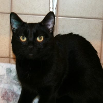 9bb0829a333b5390f3f06935811f1da4