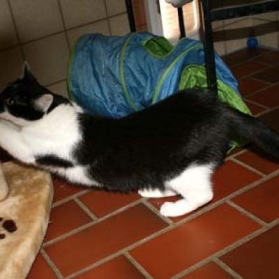 9c003038d74100aab9ff581f34bcf125