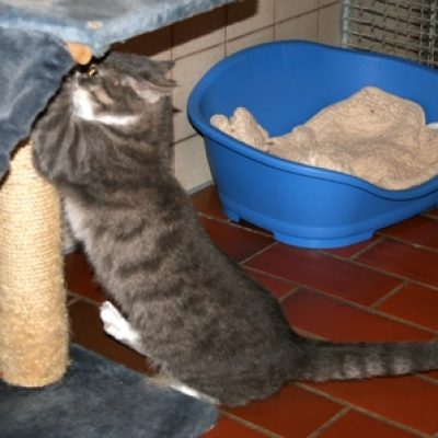 9c95f21ed068edf7ca1f11dba5cf66a1