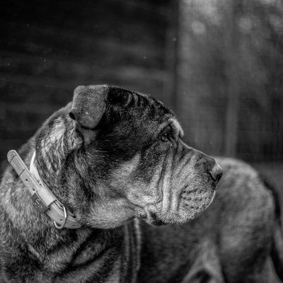 Balu IMG 7168 2