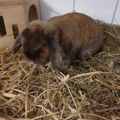 Barney Kaninchen