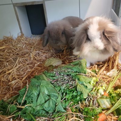 Bugs&Bunny