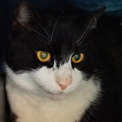 Cleobert