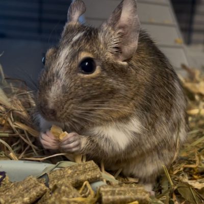 Degu Lilie