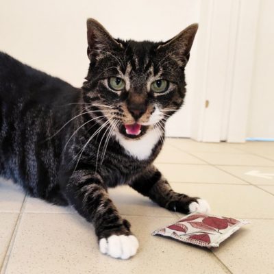 Feline 2