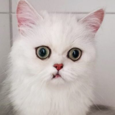 Fortuna