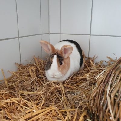 Kaninchen Antje