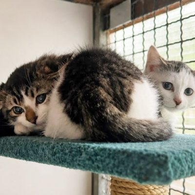 Kasparekt Und Knuffel