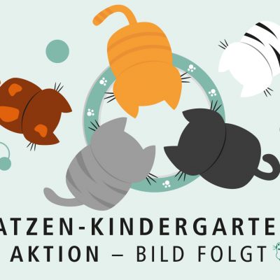 Katzen Kindergarten