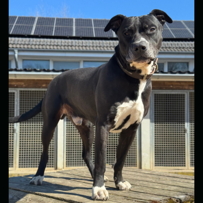 Kopie Von Katzenschutzverordnung (1350 X 1080 Px) (6)