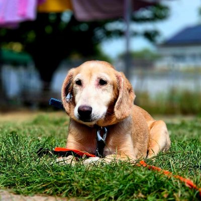Luna Hund