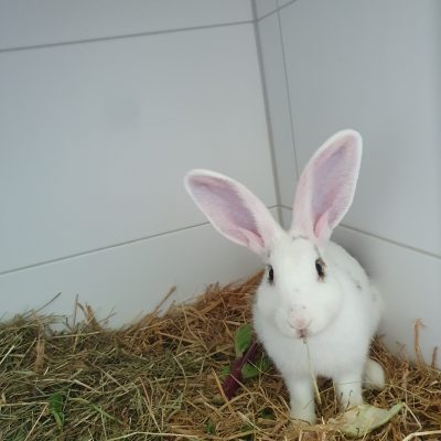 Mariechen
