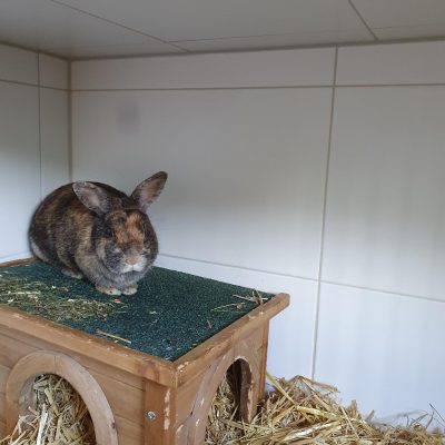 Mimi