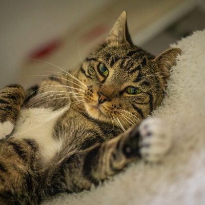 Mortimer IMG 9670