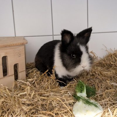 Oreo1