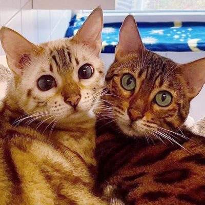 Sarabi+Kiara