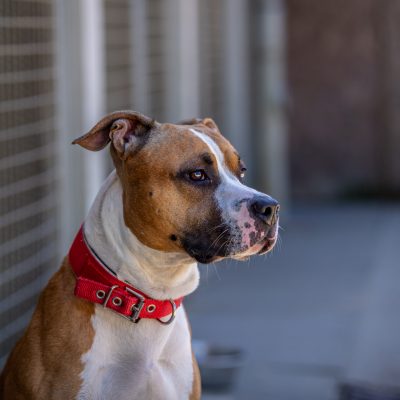 Simba IMG 8834