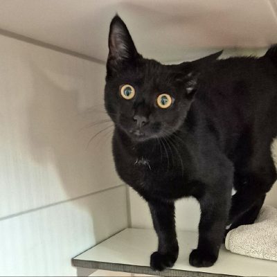 TChalla