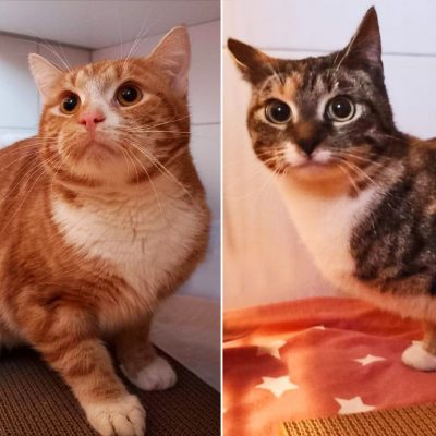 Toffee Und Fee